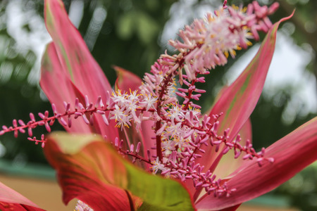 Wild flowers are flowers that occur in a manner that was not intended planting. Found in natural forests There are flowers that bloom in the winter season flowers and floral drought.の写真素材