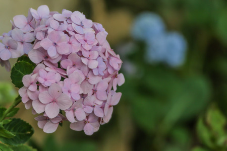 Wild flowers are flowers that occur in a manner that was not intended planting. Found in natural...