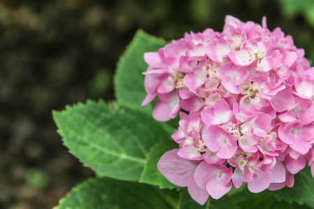 Wild flowers are flowers that occur in a manner that was not intended planting. Found in natural forests There are flowers that bloom in the winter season flowers and floral drought.の写真素材