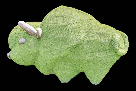 Bull Males are larger than females. Children who happen to have brown and red like the color of it. A black line across the middle. The small bull is still no socks like a big bull.の写真素材