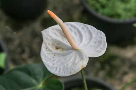Anthurium flowers that grow easily. Grown in the shade The flower has a heart shape. This is another kind of flowers used in floral arrangements wedding.の写真素材
