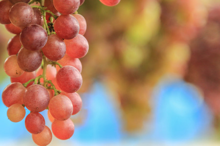 Grapes are perennial plants There is a creeping shrub Looks solid and the trunk. King forever over one season, if allowed to grow naturally to wiggle Island branches.の写真素材