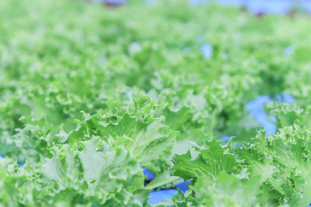 Lettuce is a plant in the family Asteraceae shrub stems, but the leaves are the most prosperous. Each species has a season is not the same.の写真素材