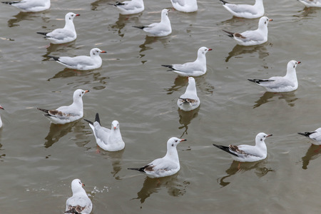 A birdsの写真素材