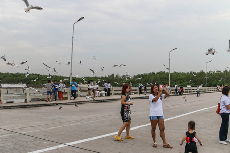 A bird with a medium A length of 46-47 cm is different from other types of gulls with large white stripes at the base of the wing feathers.のeditorial素材