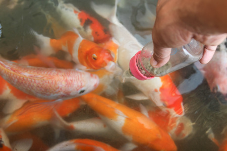 CARP or fancy carp, also known as fancy carp, black carp. Or carp IX. A freshwater fish of the carp. Japanese Koi calledの写真素材