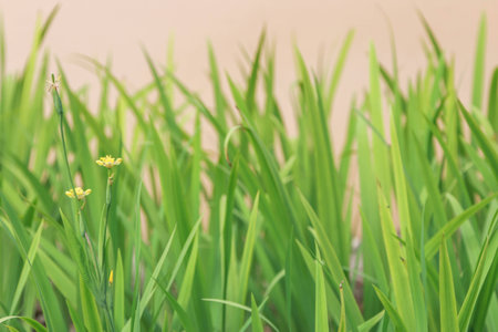 Grass is a biennial multi-currency, multi-layer Liliopsida family Poaceae or Gramineae family is well known that such grass (Imperata cylindrica Beauv.) Grass crow's feet.の写真素材