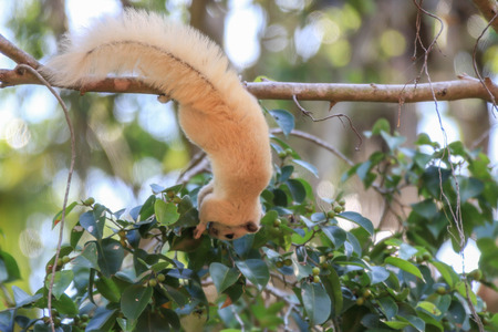 Squirrel is a mammal. A small body size Shaggy covering the whole body with black eyes, bushy tail swells are classified as rodents in the family Sciuridae.の写真素材