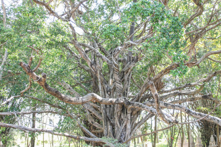 Squirrel is a mammal. A small body size Shaggy covering the whole body with black eyes, bushy tail swells are classified as rodents in the family Sciuridae.の写真素材