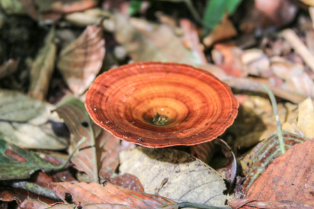 Man known to cook the mushrooms and the mushroom eating for a long time, about 130 million years,...