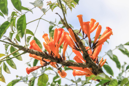 Wild flowers are flowers that occur in a manner that was not intended planting. Found in natural forests There are flowers that bloom in the winter season flowers and floral drought.の写真素材