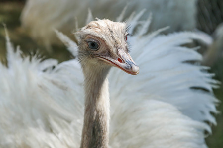 Each herd a flock of emus living as a male, one female, who control all commonly found in semi-arid grasslands and forests. Native to Australia Emus eat fruits, flowers, seeds.の写真素材
