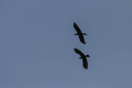 Poultry or birds (including chickens, ducks, geese, pheasants) are in the phylum Chordate class Aves...