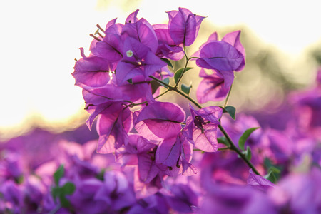 Leaf appearance Each heart-shaped or ovate, 3-5 leaves many colors such as purple, red, pink, orange, blue, yellow and more. Are both bisexual and incomplete gender bunch axillary or terminal branch.の写真素材