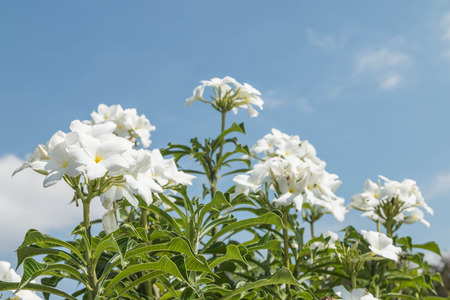 Wild flowers are flowers that occur in a manner that was not intended planting. Found in natural forests There are flowers that bloom in the winter season flowers and floral drought.の写真素材