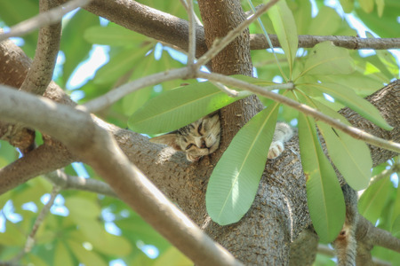 Cat or house cat is a mammal of the family Felidae family tree from the Siberian tiger.の写真素材