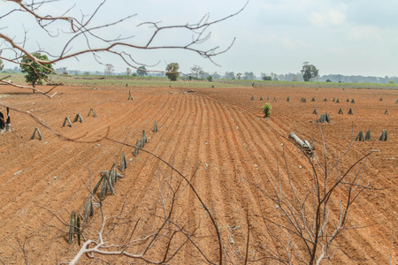 Planting cassava plantation It is very popular in rural areas. The plant is easily grown Do not require much water A cash crop export.の写真素材