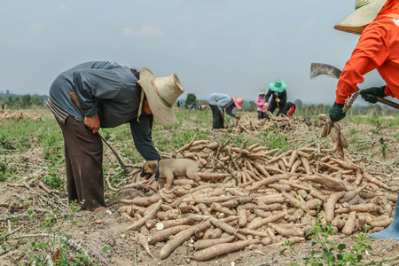 Planting cassava plantation It is very popular in rural areas. The plant is easily grown Do not require much water A cash crop export.のeditorial素材