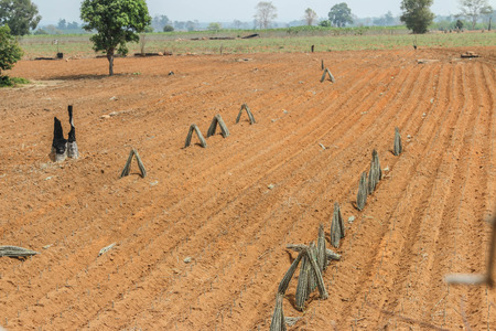 Planting cassava plantation It is very popular in rural areas. The plant is easily grown Do not require much water A cash crop export.の写真素材
