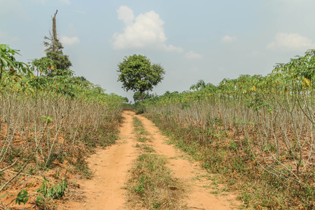 Planting cassava plantation It is very popular in rural areas. The plant is easily grown Do not require much water A cash crop export.の写真素材