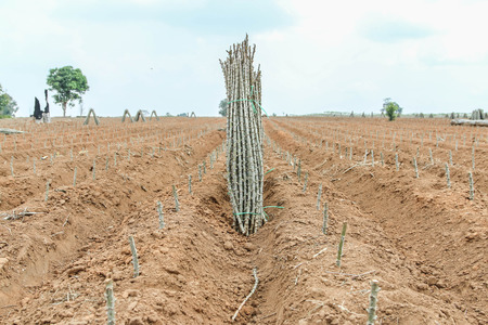 Planting cassava plantation It is very popular in rural areas. The plant is easily grown Do not require much water A cash crop export.の写真素材