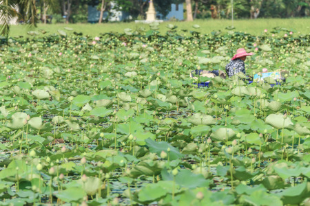 Lotus water plants are considered a symbol of pure and virtuous Buddhist. Buddha compares the human intellect with the growth of the lotus.の写真素材