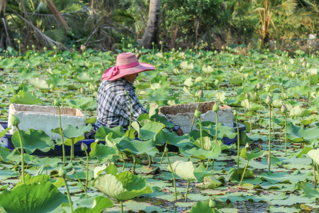 Lotus water plants are considered a symbol of pure and virtuous Buddhist. Buddha compares the human intellect with the growth of the lotus.の写真素材
