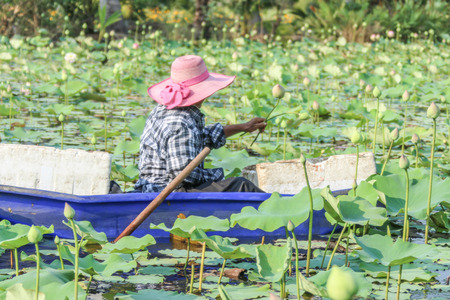 Lotus water plants are considered a symbol of pure and virtuous Buddhist. Buddha compares the human intellect with the growth of the lotus.の写真素材