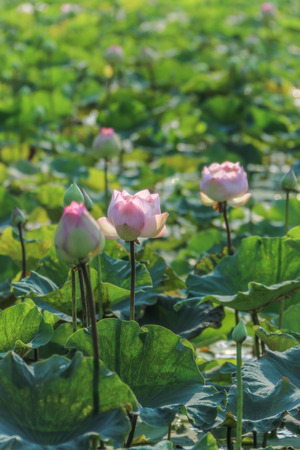 Lotus water plants are considered a symbol of pure and virtuous Buddhist. Buddha compares the human intellect with the growth of the lotus.の写真素材