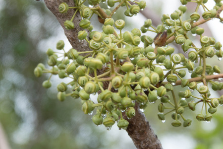 Wild flowers are flowers that occur in a manner that was not intended planting. Found in natural forests There are flowers that bloom in the winter season flowers and floral drought.の写真素材
