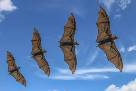 The bat is in the mammal. There is a small body with wings fly. Bats are the second largest mammal.の写真素材