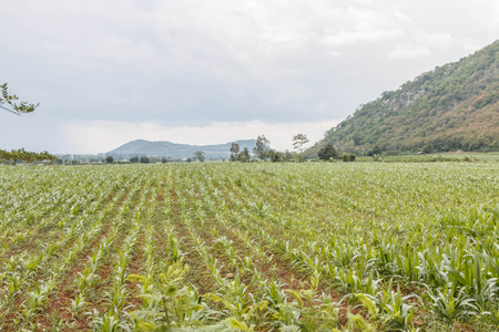 Fresh corn is a plant for a period not exceeding 75 days of planting corn that has been very popular are corn sweet corn. Is there a way to grow corn is very easy.の写真素材