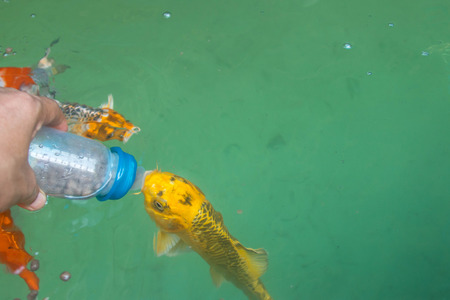CARP or fancy carp also known as fancy carp black carp. Or carp IX. A freshwater fish of the carp. Japanese Koi calledの写真素材