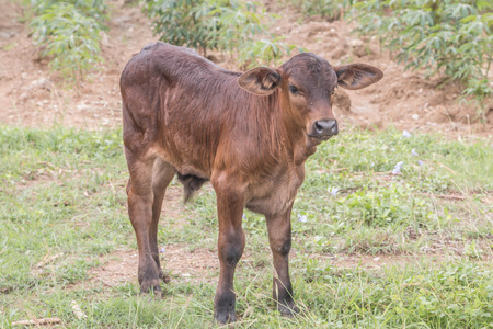 Cows cattle are animals with hooves are large pets are the most common. A modern outstanding in the subfamily Bovinae is the most widespread species in the genus Bos.の写真素材