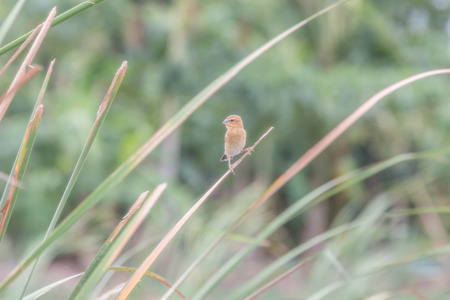 Ricebird a healthy mouth the mouth cape short pull the pecking insects. Then figure out the...