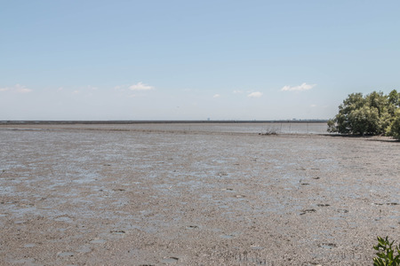 Mangrove or mangrove is a plant growing on the subtidal and highest tide. Coastal Estuary or bay