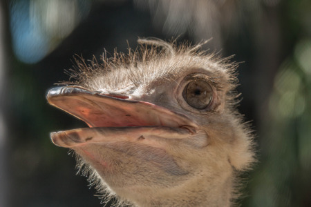 Ostrich Scientific Name: Struthio camelus are classified as vertebrates. A bird that is the largest...