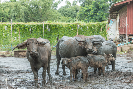 Buffalo is an animal with four legs, hooves the size of adult cattle at the age of 5-8 years, adult males weigh on average 520-560 kg females average about 360-440 pounds.のeditorial素材