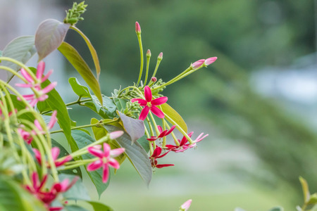 Wild flowers are flowers that occur in a manner that was not intended planting. Found in natural forests There are flowers that bloom in the winter season flowers and floral drought.の写真素材