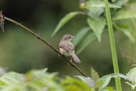 Finch is a small bird Orthotomus currency. From mouth to tail length of 12 cm together some small...