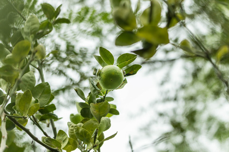 Lemon fruit species The result is a sour taste Organized in citrus (Citrus) green when ripe, will be yellow flesh inside is divided into thin petals of many wetlands.の写真素材