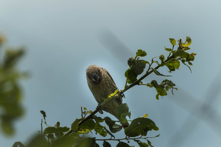 Ricebird a healthy mouth, the mouth cape short pull the pecking insects. Then figure out the...