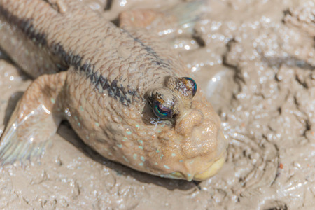 Zips sour creatures bulging eyes that biologists study the Fish (mudskipper) It is an amphibious fish that took Lane Beach, the Old World and the mangroves are inhabitedの写真素材