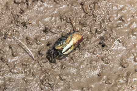 Crab crab is smaller. Some colorful carapace and claws are digging a hole in the forest floor general. Some perched on mangrove roots in general or by post.の写真素材