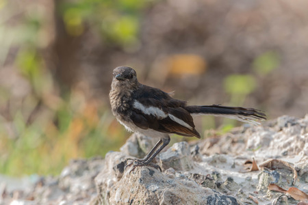 Poultry or birds (including chickens, ducks, geese, pheasants) are in the phylum Chordate class Aves is a common feature.の写真素材