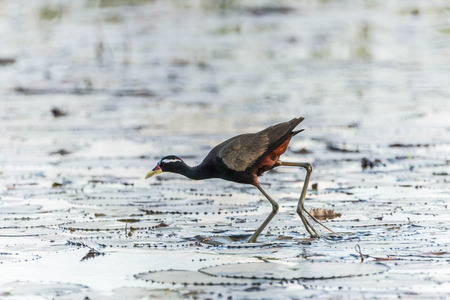 Jacana found in Thailand, two types of characteristics: male and female have similar characteristics. Yellow beak mouth, a red bar. The frontal gray leatherの写真素材