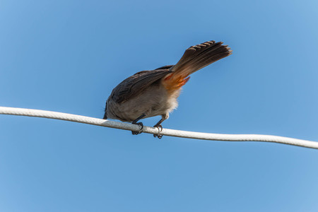 Bulbul is a family of birds for a small family. Classified under the birds sing A family that Pycnonotidae. A small bird with colorful different for each type.の写真素材