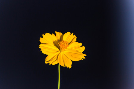 Wild flowers are flowers that occur in a manner that was not intended planting. Found in natural forests There are flowers that bloom in the winter season flowers and floral drought.の写真素材