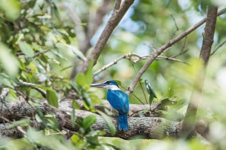 Birds eat sour mouth rather large black long flat tail rather short shorts and colorful males and females look alike. Upper body is green cyanobacteria. The lower torso whiteの写真素材