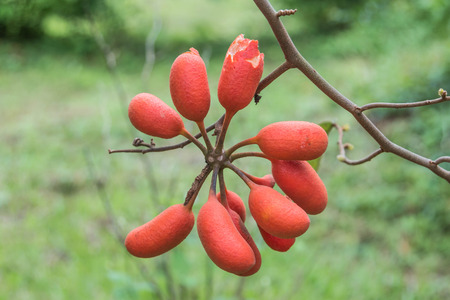 Forest fruit is a fruit that occurs naturally in the wild. Both edible and inedible. A variety of wildlife. Increase the fertility of the forests.の写真素材